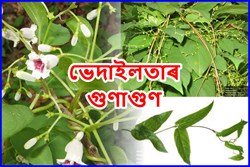 Uses of Shunk Vine and its health benefit