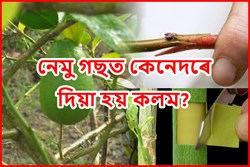 Know how to grafting Lemon trees