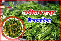 Know about Various Health Benefit of fiddlehead ferns