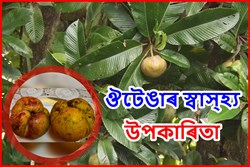 Know About Various Medicinal Benefit of Elephant Apple