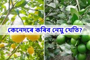 নেমু খেতি ৰোপণ পদ্ধতি আৰু ইয়াৰ পৰিচৰ্যা-