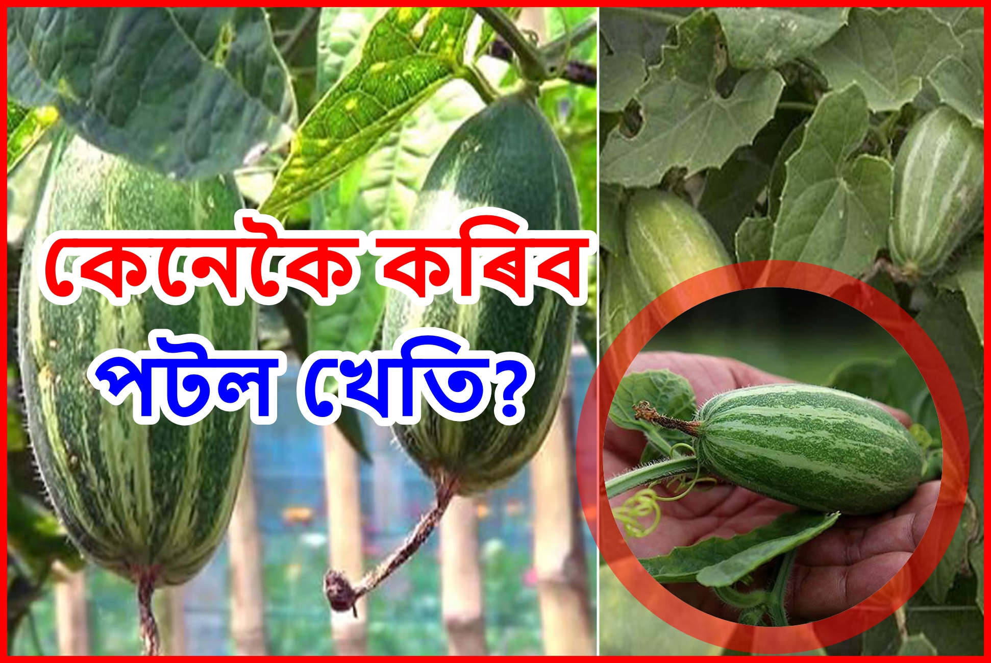 Know about how to do Pointed Gourd Farming