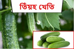 About cucumber Farming