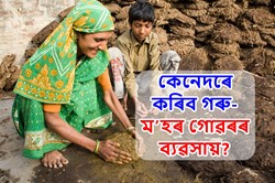 Start Profitable Cow Dung Business