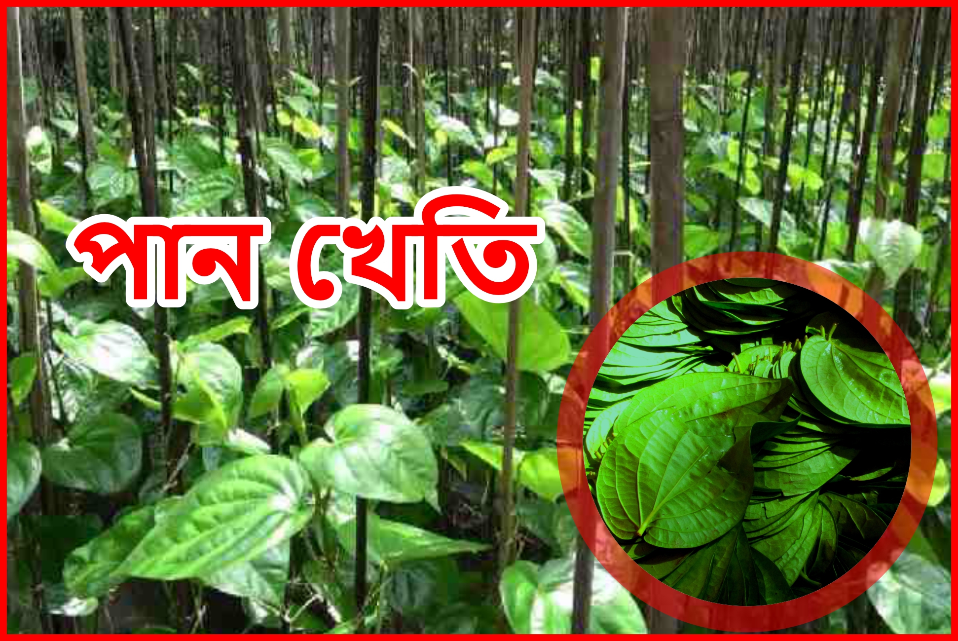 Betel leaf farming in Assam