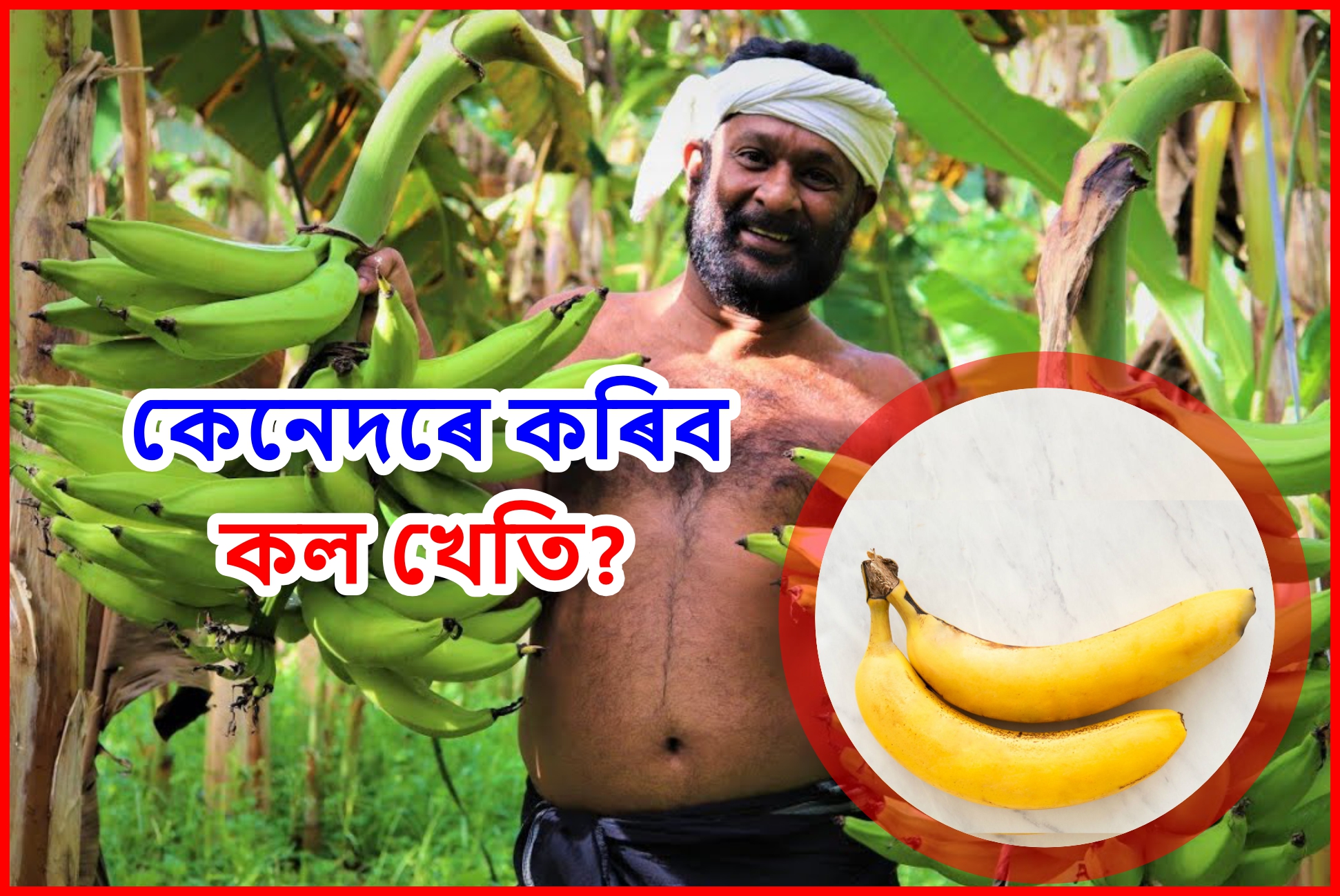 Banana Farming a Profitable Business for Farmers