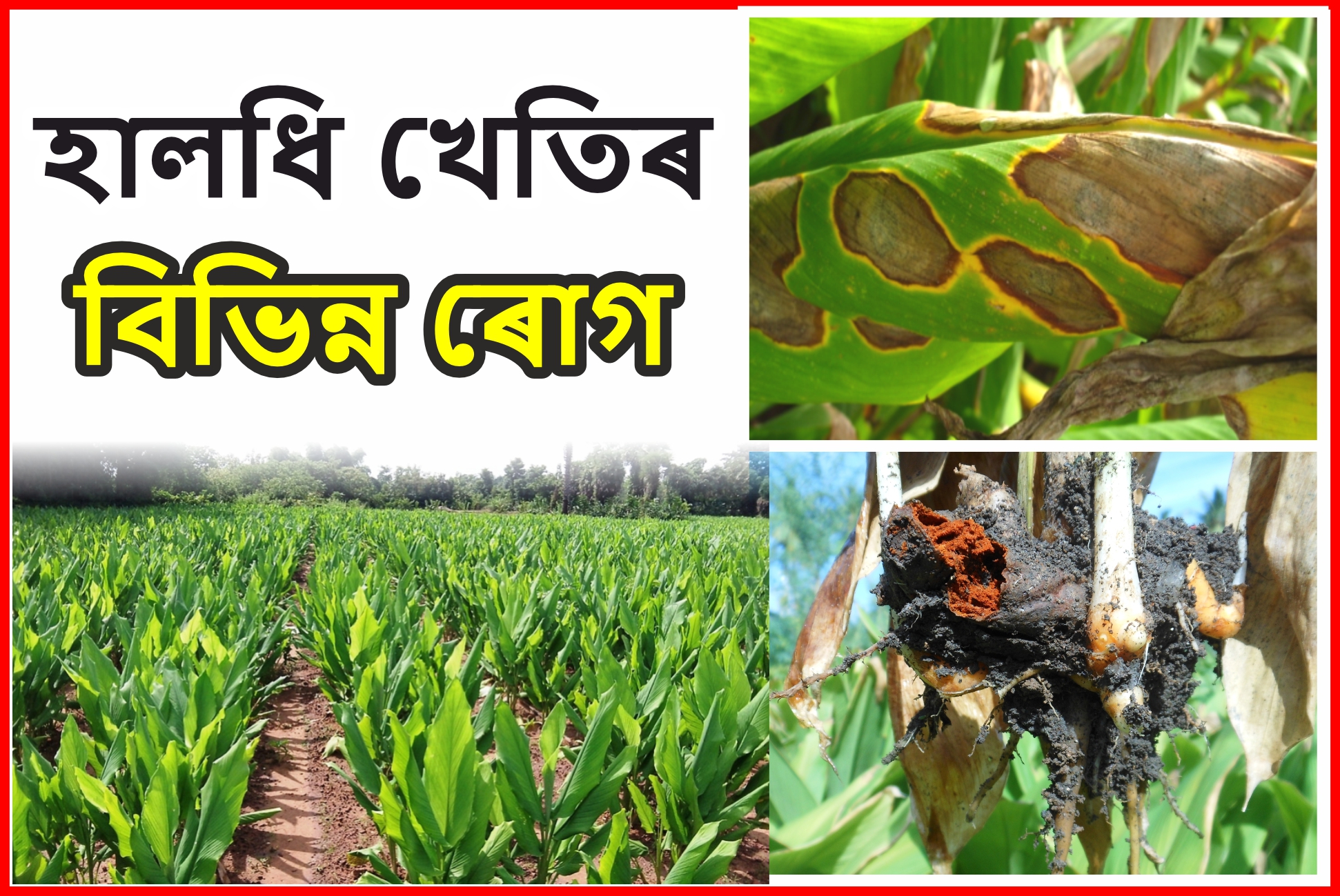 Various diseases of turmeric cultivation and its remedies