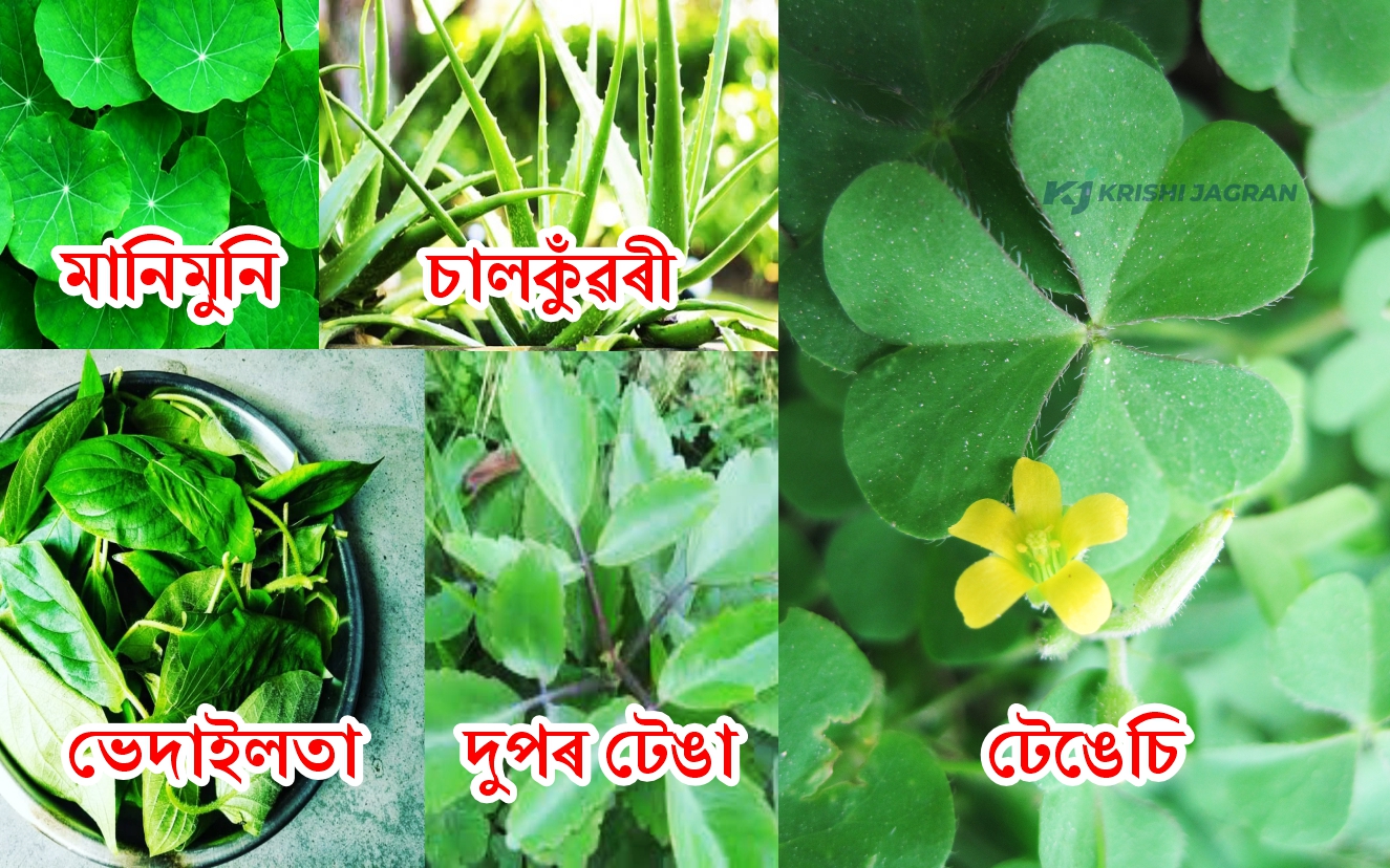 Medicinal Plant of Assam