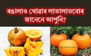 আপুনিও খাই ভাল পাই নেকি ৰঙালাও? জানক ইয়াৰ স্বাস্হ্য উপকাৰিতা-