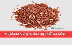 Assam Red Rice Demand increase in foreign Countries