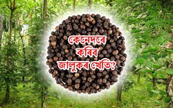 Profitable Black pepper Farming in assam