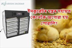 Duck chicken chick-fitted Incubator machine and its utility