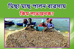 Prawn fish Farming: a profitable business for Farmers