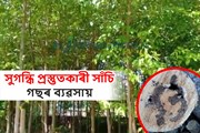 সুগন্ধি তেল প্ৰস্তুত কৰা উদ্ভিদ ‘আগৰ বা সাঁচি’ গছৰ ব্যৱসায়