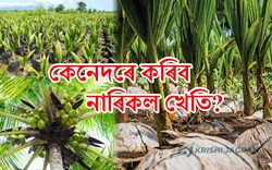 Soil and weather requirements for coconut cultivation