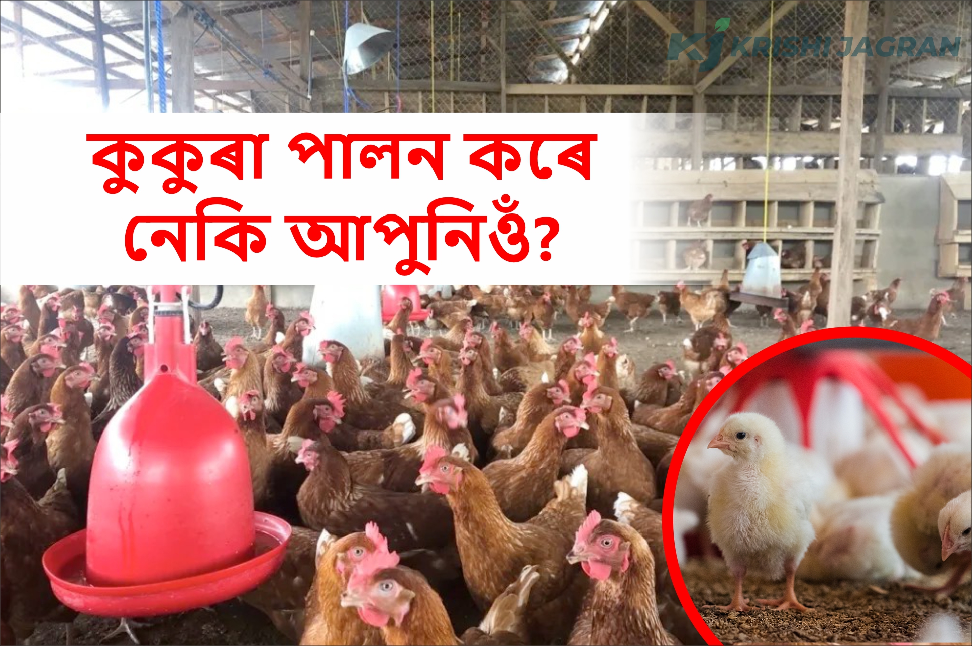 How to Start a Poultry Farm?