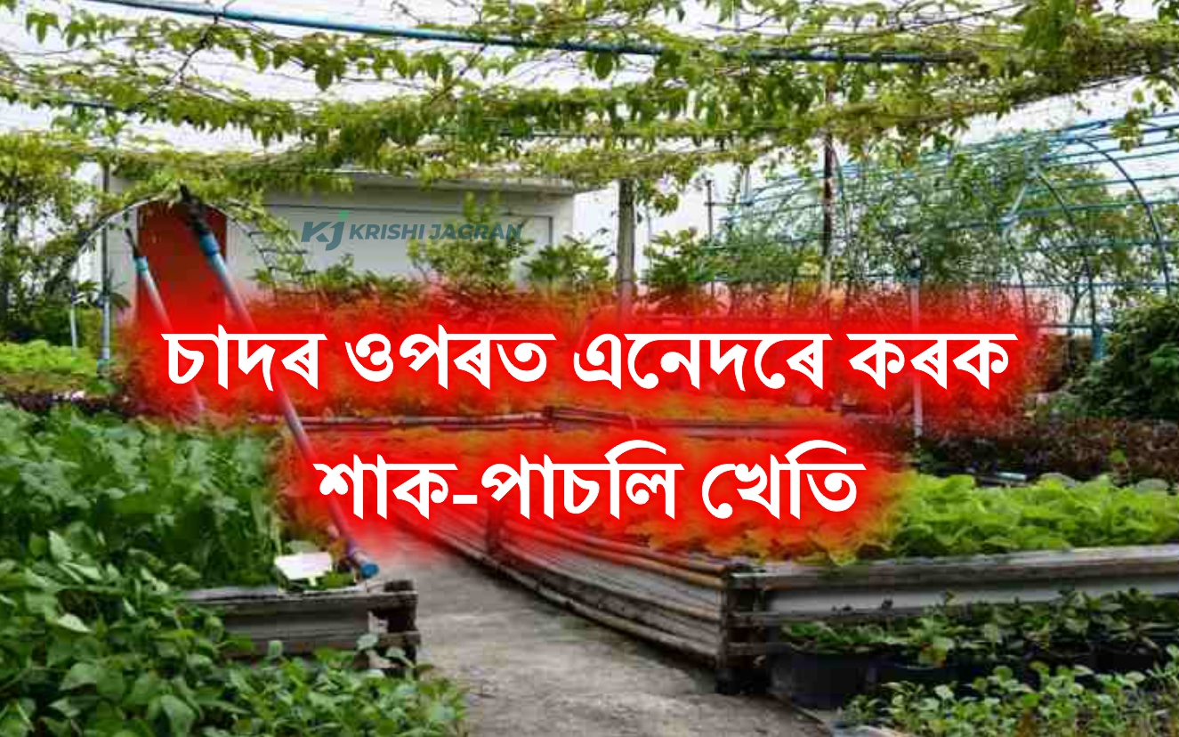 Know how to grow fresh vegetables on Rooftop