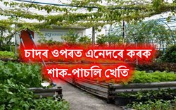 How to grow vegetables on Rooftop?