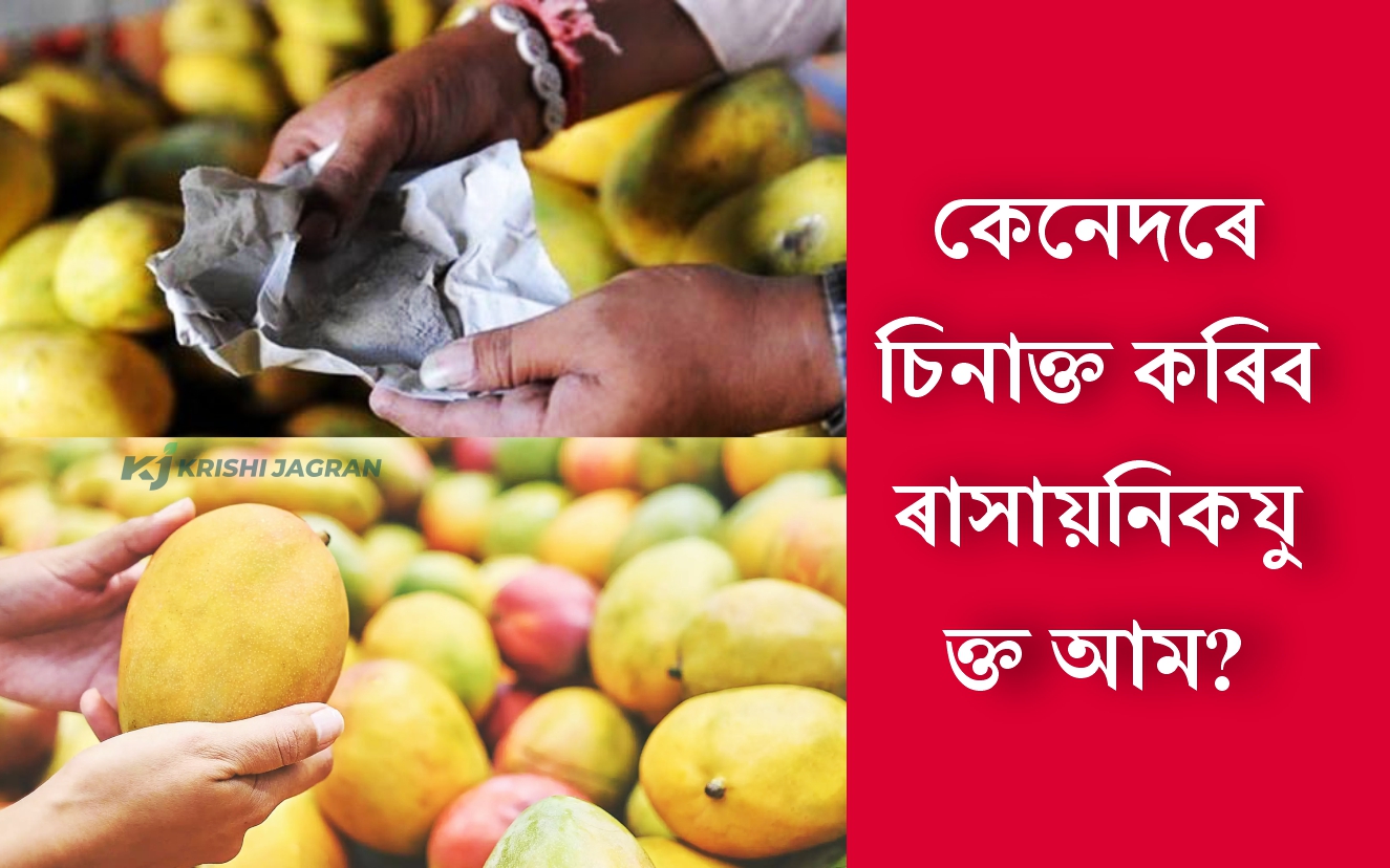 Mangoes being ripen with chemicals so Harmful for Health