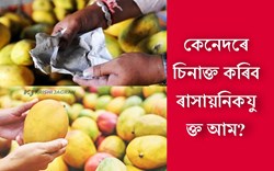 Are the mangoes found in the market being ripen with chemicals?