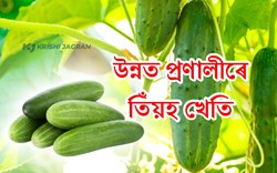 How to grow cucumber with better system?