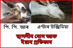Deadly PPR and  Enterotoxaemia Disease of Goat