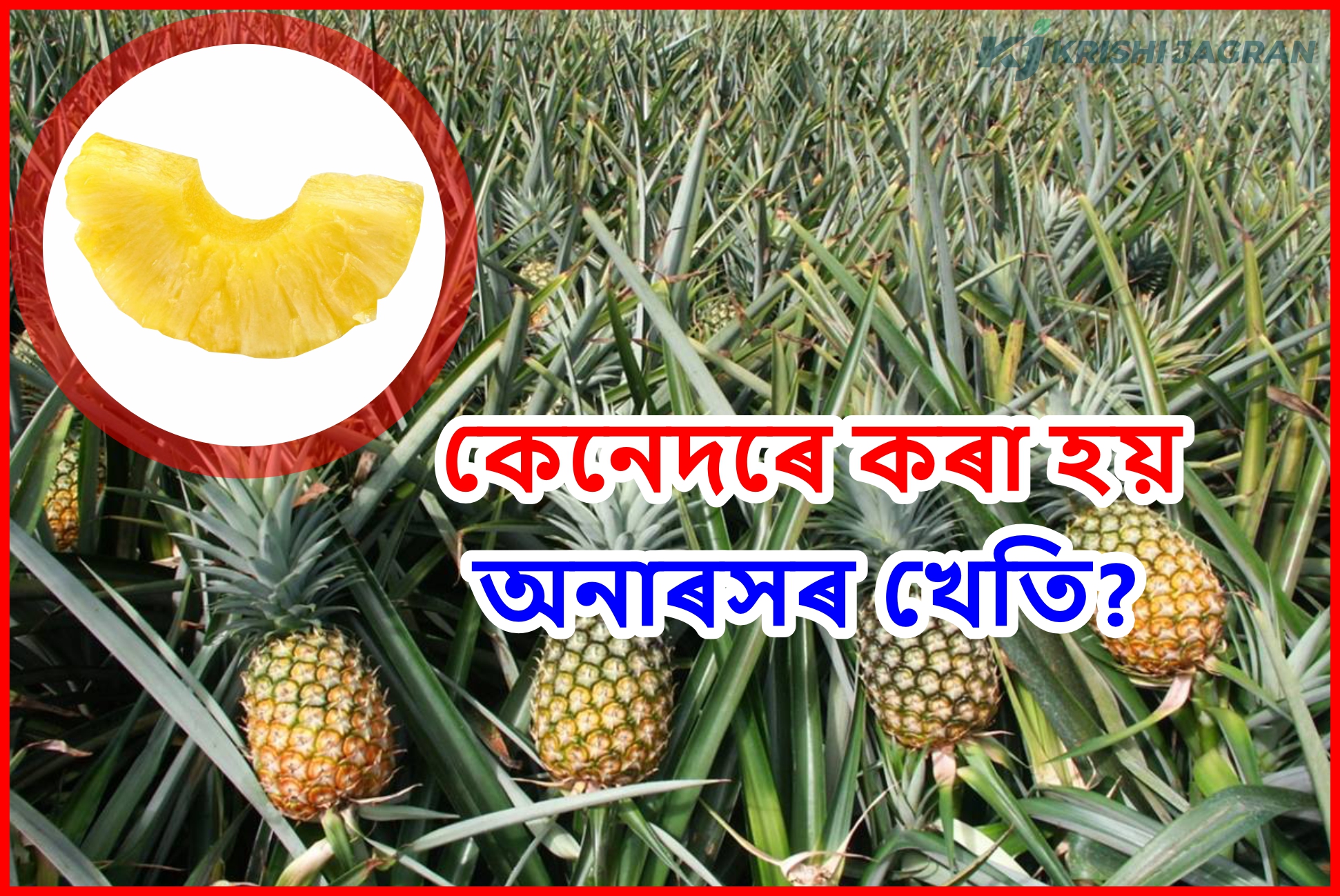 Pineapple Cutivation