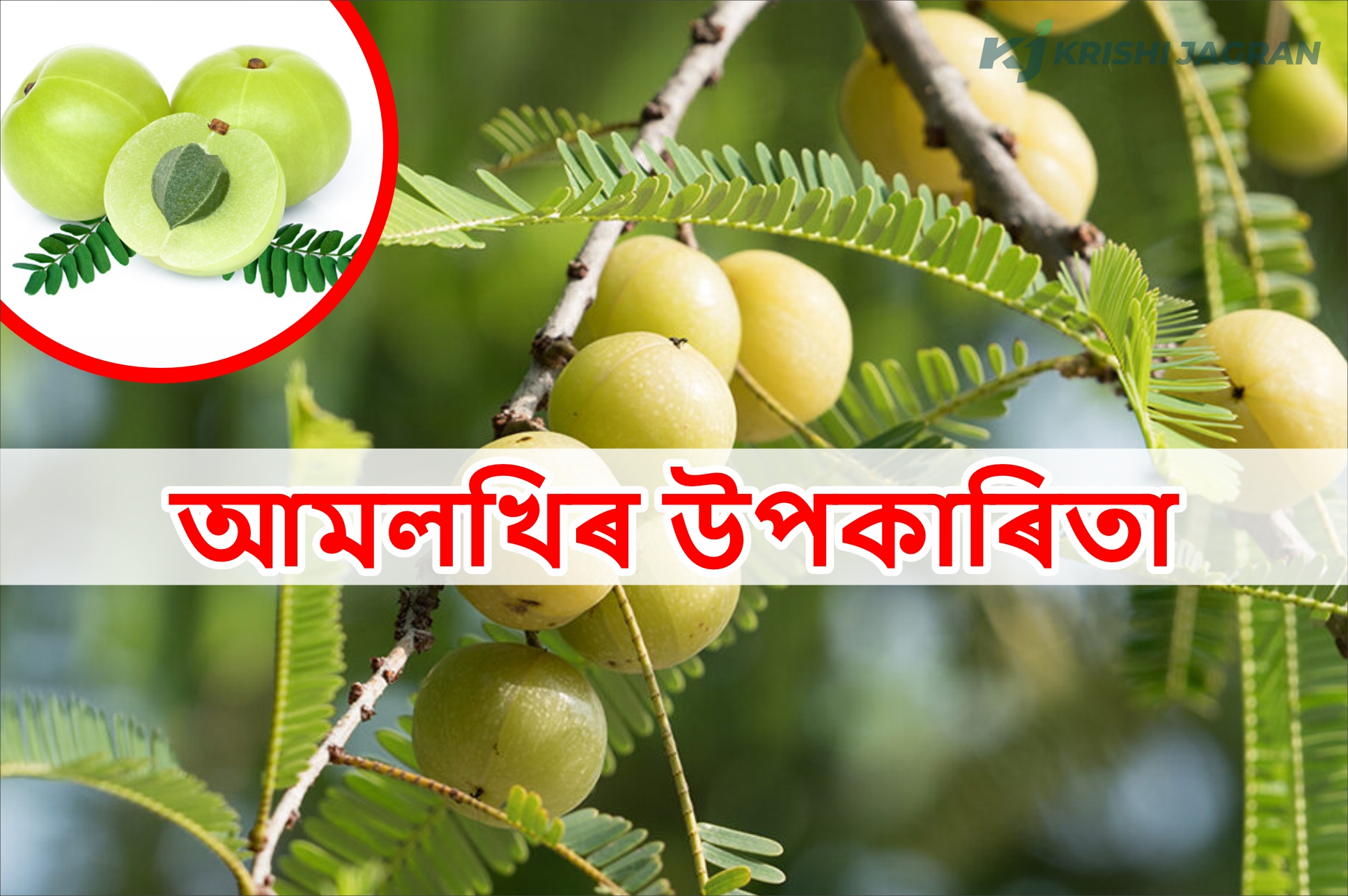 Health Benefit of Indian Gooseberry in Ayurveda