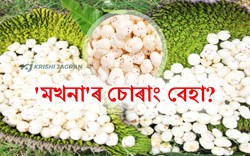 Makahana Illegal Business in assam