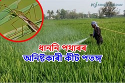 Beneficial birds and harmful insects in Paddy fields