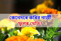 Marigold Farming: A profitable business for farmers