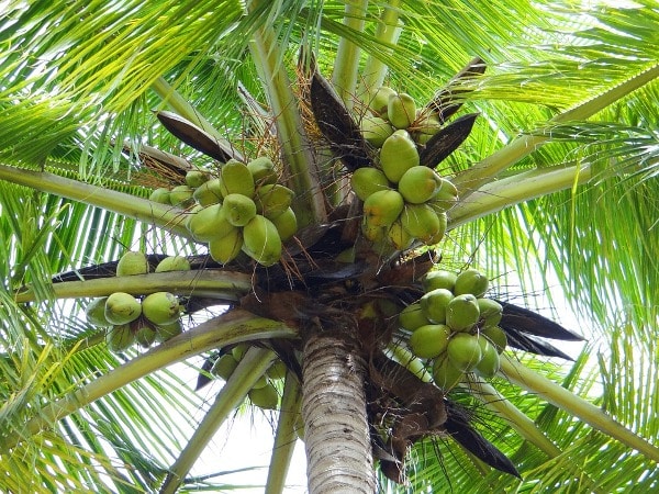 What will you do if you don't bear fruit in a coconut tree?