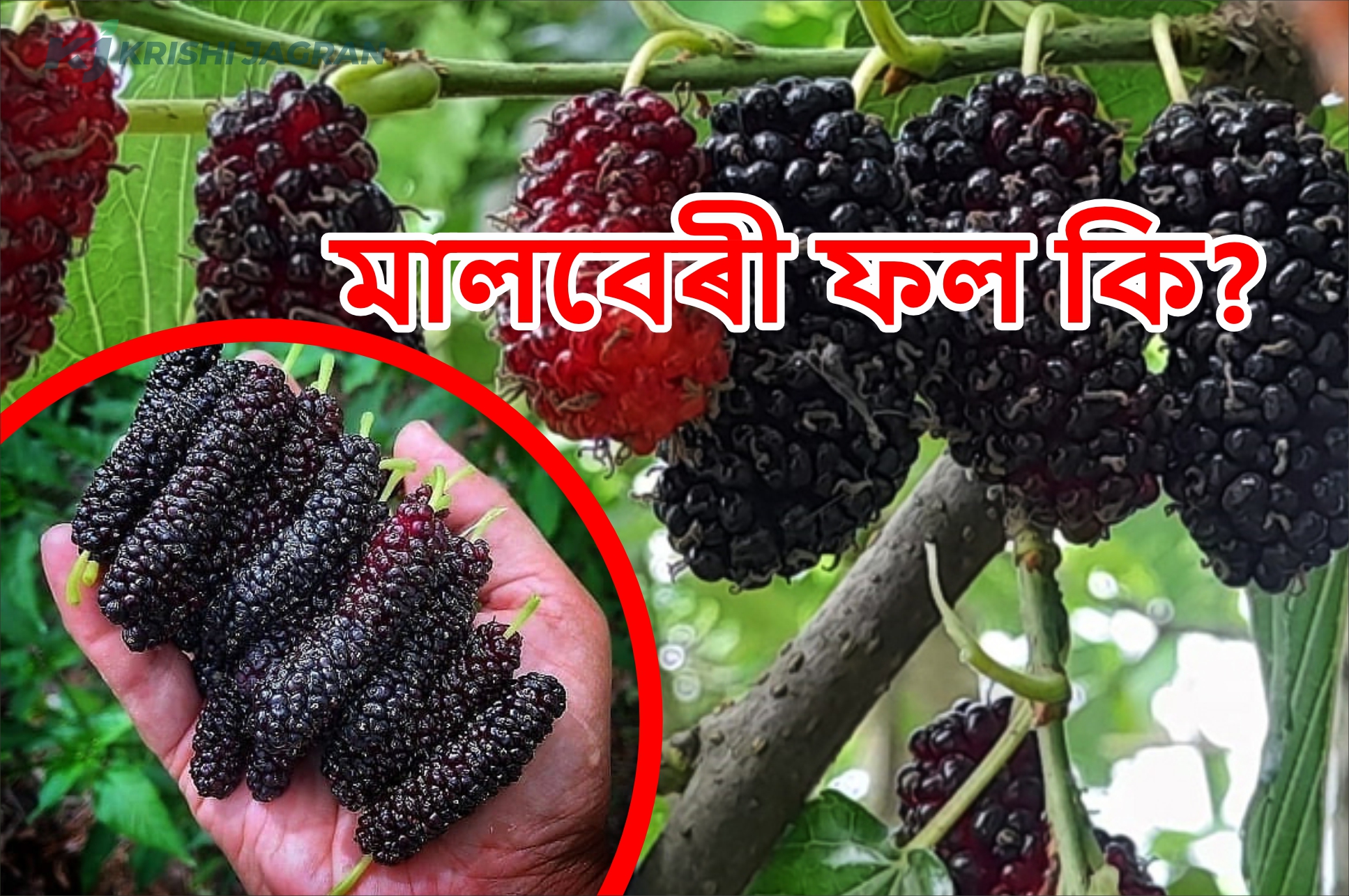 Health Benefit of Mulberry