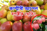 কেনেদৰে কৰিব কাশ্মীৰী আপেল বগৰীৰ খেতি?