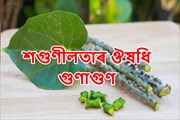 শগুনীলতা/অমৰলতাঃ কি আছে এনে আচৰিত ঔষধি গুণাগুন?