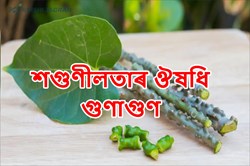 Health Benefit of Tinospora Cordifalia