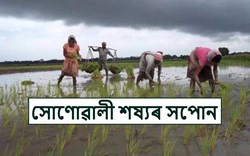 Paddy Cultivation
