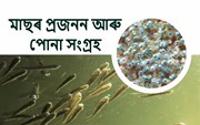 Fish Farming: মাছৰ প্ৰজনন আৰু পোনা সংগ্ৰহ-