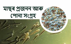 Fish Farming Big Update! Fish Breeding Assam