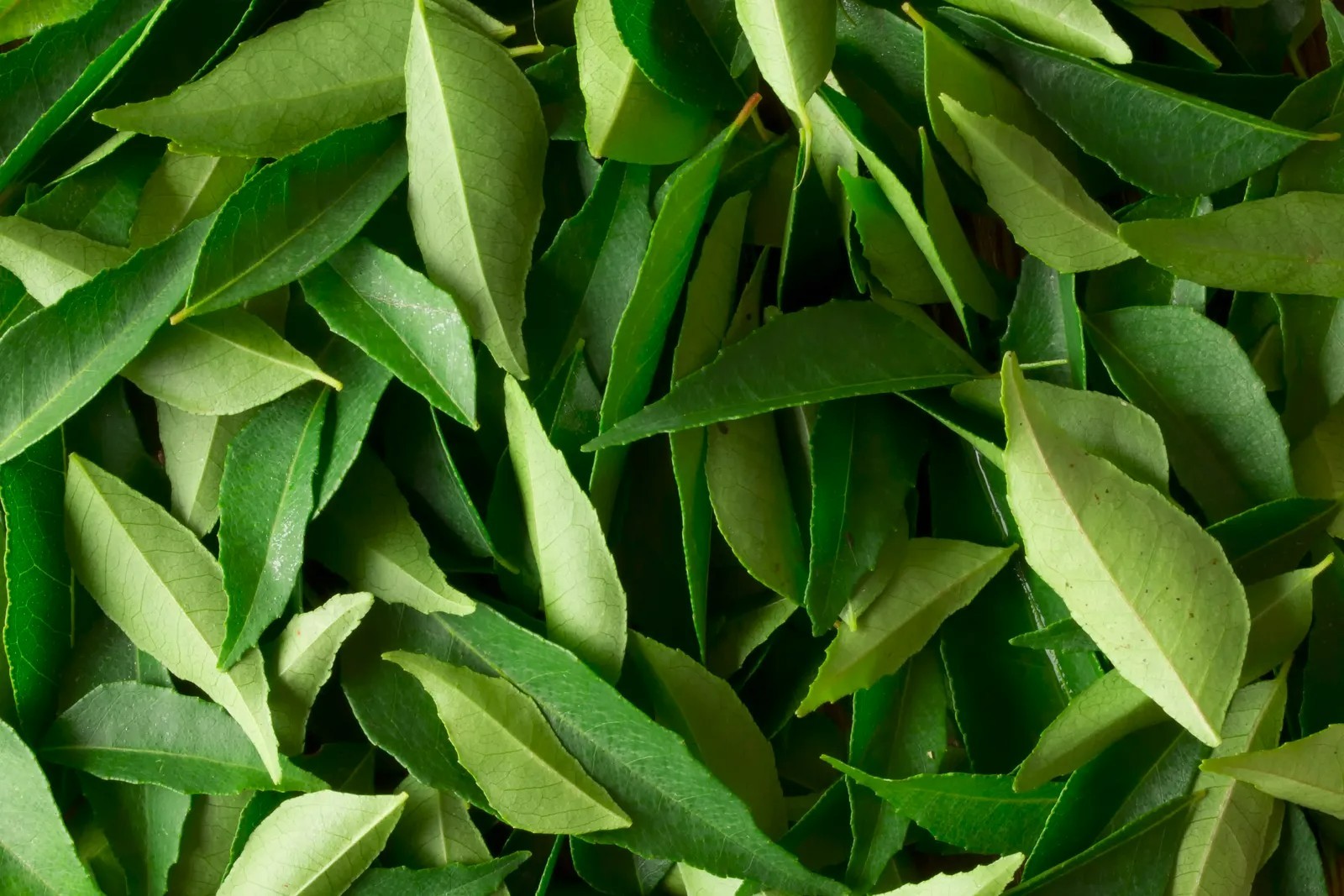Medicinal Value of Curry Leaf