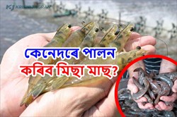 Prawn Fish Farming Possibilities in Assam Farmer