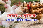 Poultry Farming: লেয়াৰ বনাম ব্ৰইলাৰ! কোনটো অধিক লাভজনক?