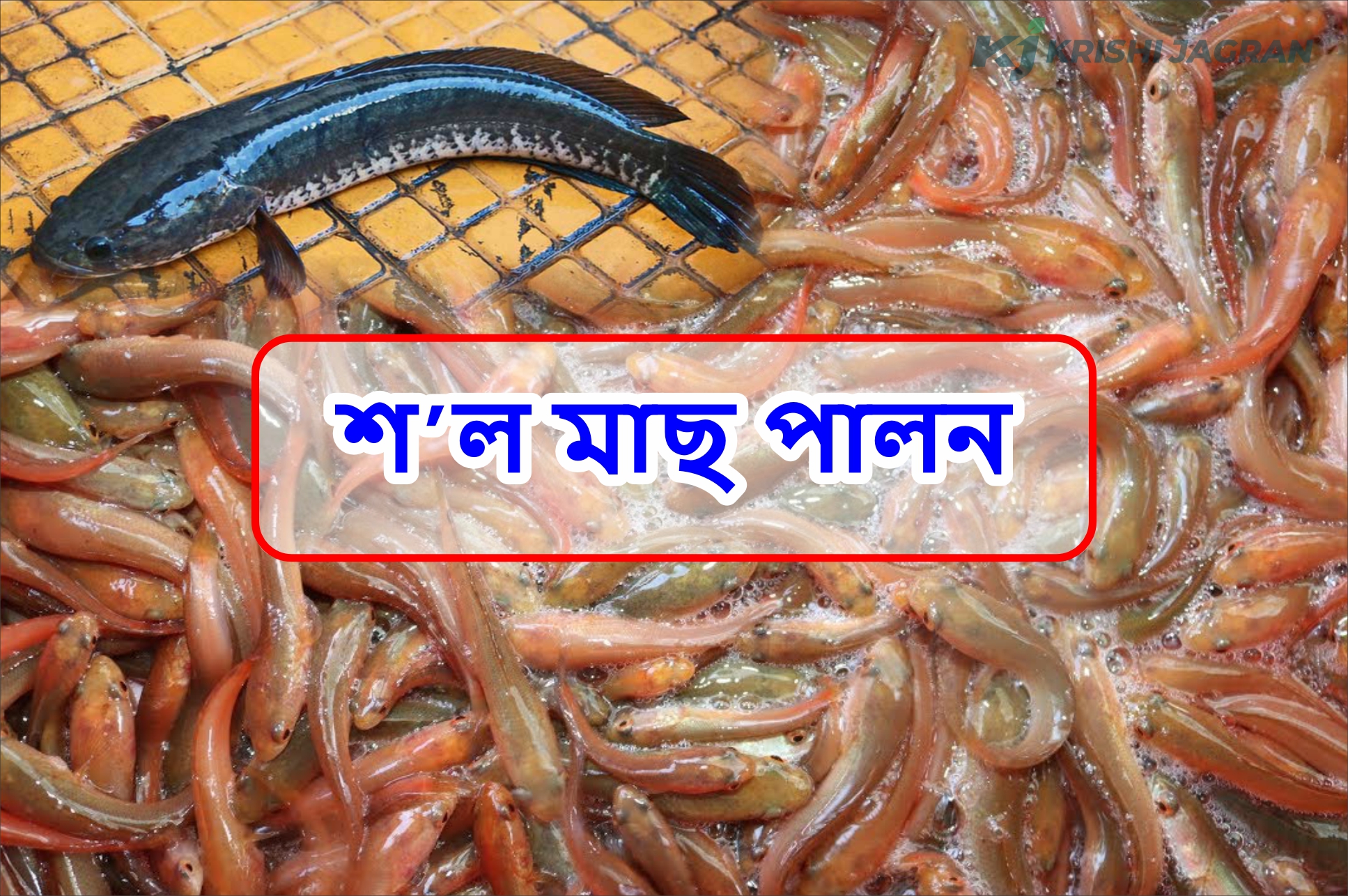 Know About Snakehead Murrel Farming