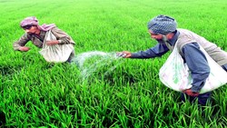 Uses of fertilizers in shali rice cultivation