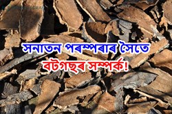 Banyan Tree: Banyan tree's connection with Sanatan Religion