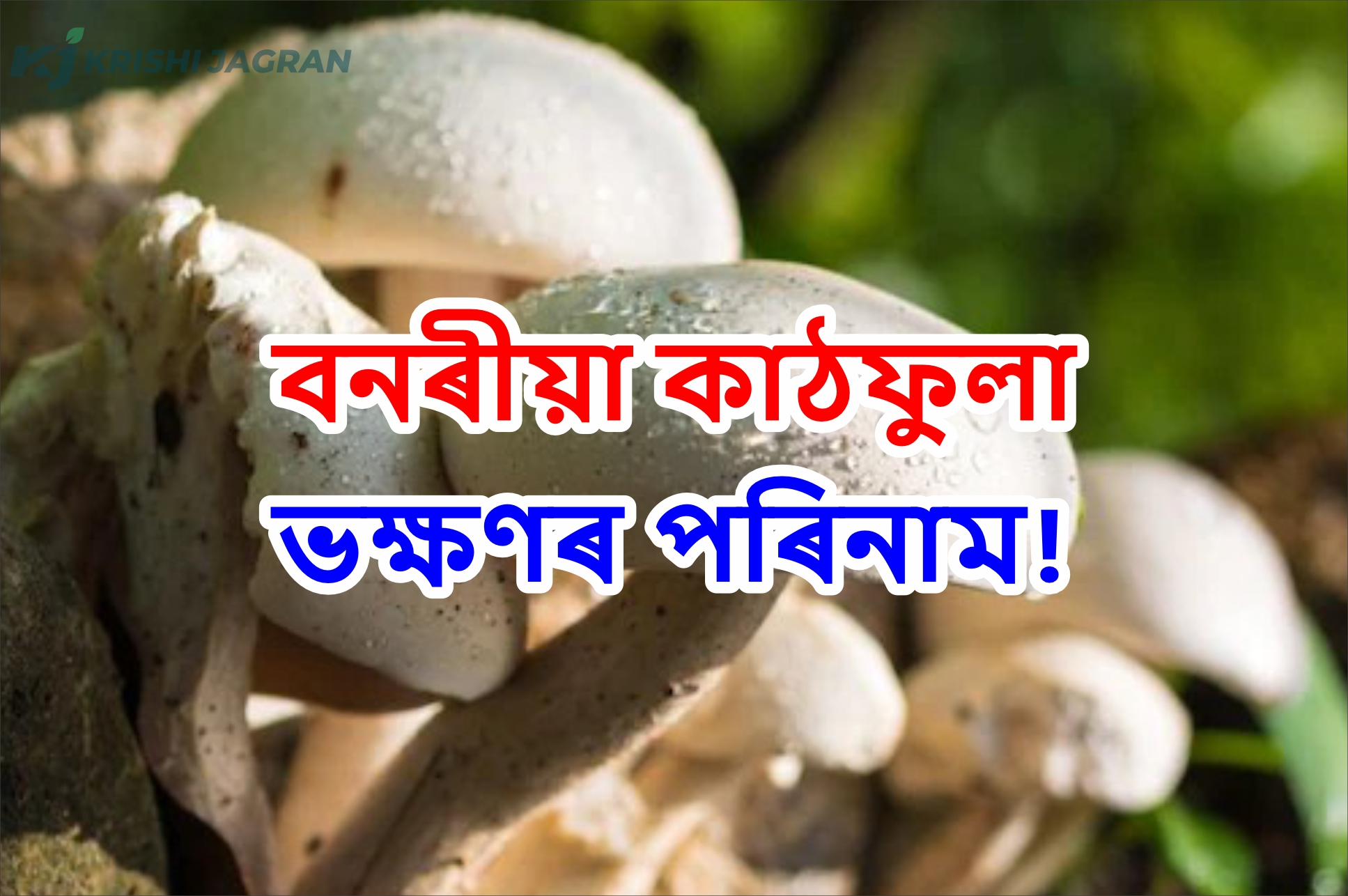 Toxic wild mushrooms: বনৰীয়া কাঠফুলা ভক্ষণ কৰি চৰাইদেউত অসুস্থ তিনিজন