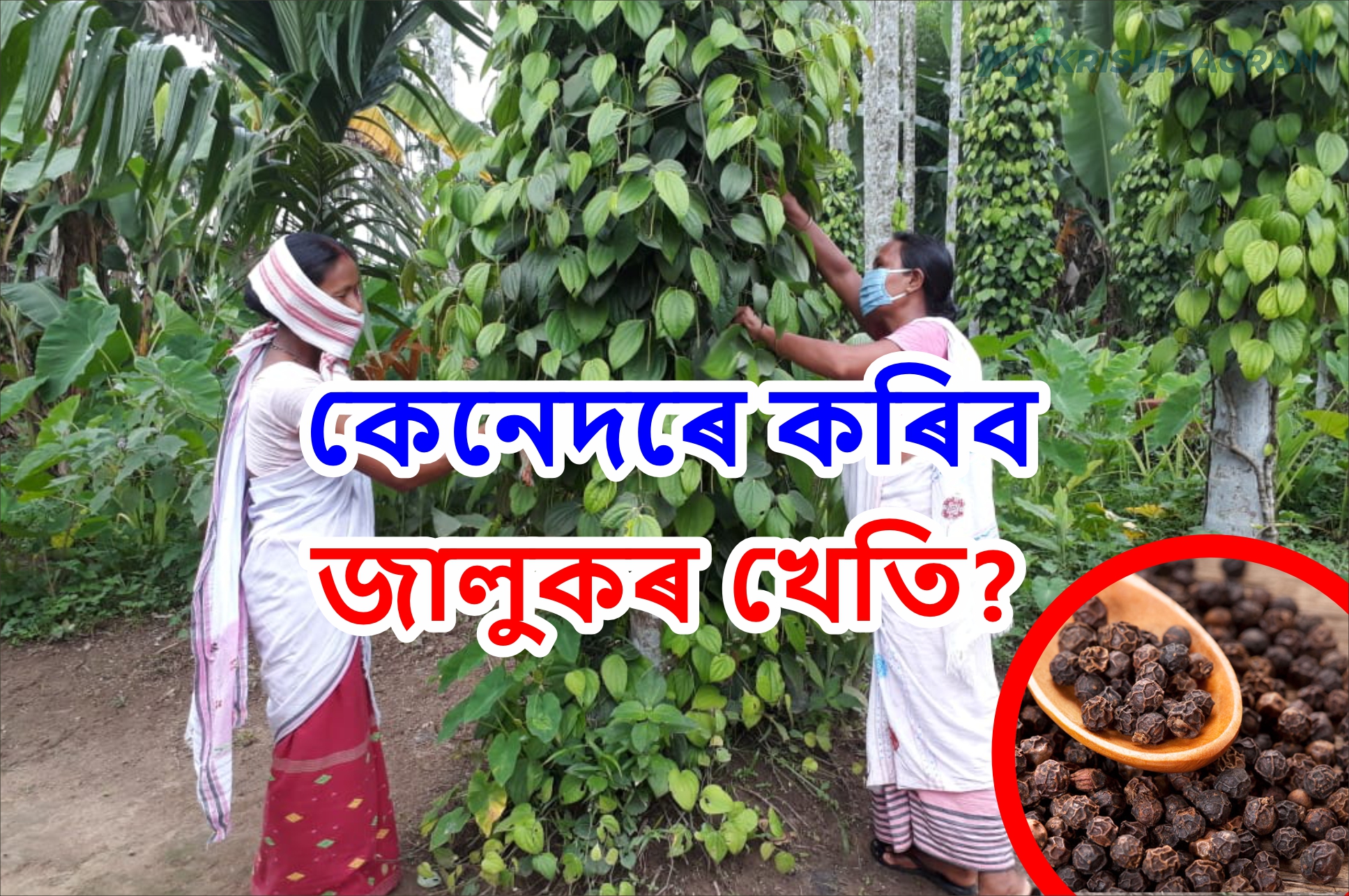 Black Pepper Farming Possibilities for Assam Farmer
