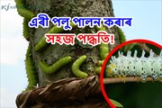 কৃষকৰ বাবে এক লাভজনক কৃষি ব্যৱসায়ঃ এৰী পালন 
