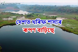 Kharif sowing picks up, next fortnight crucial