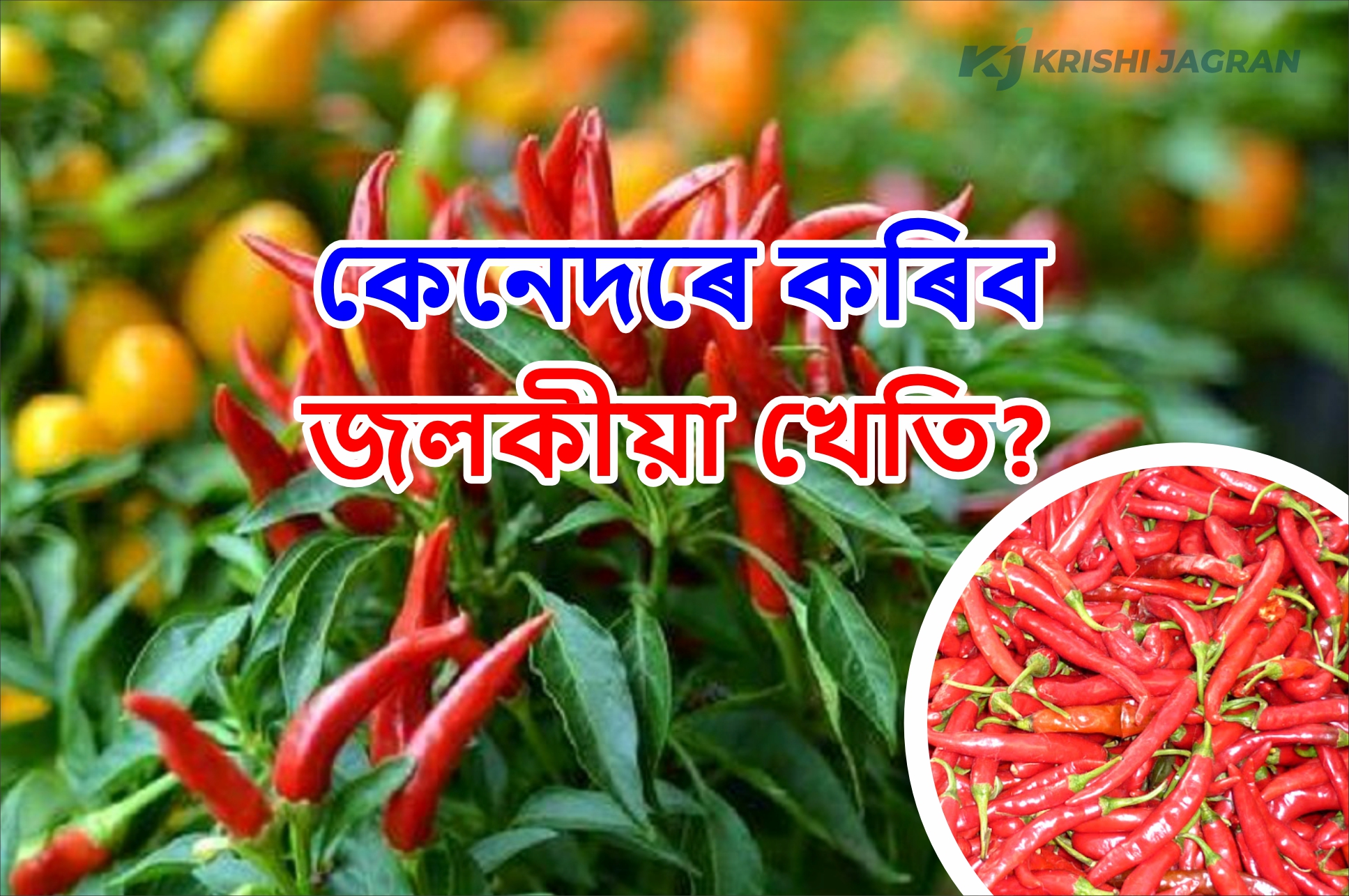 Chili Cultivation, a profitable Business for farmers